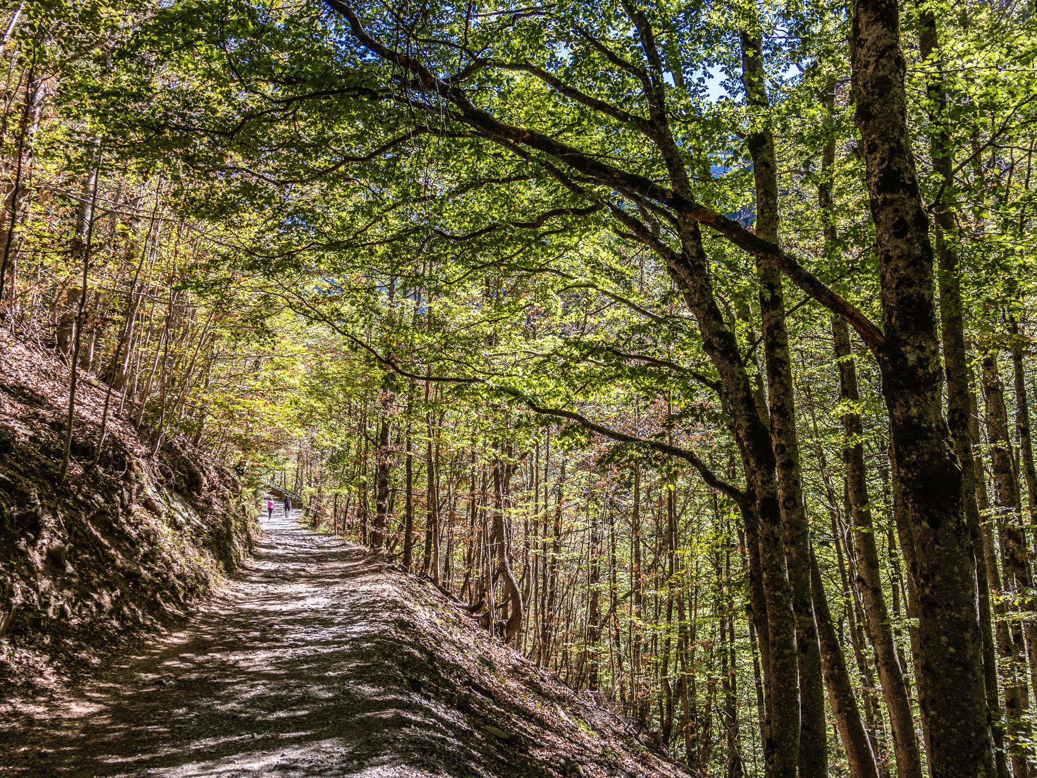 Sendero entre árboles