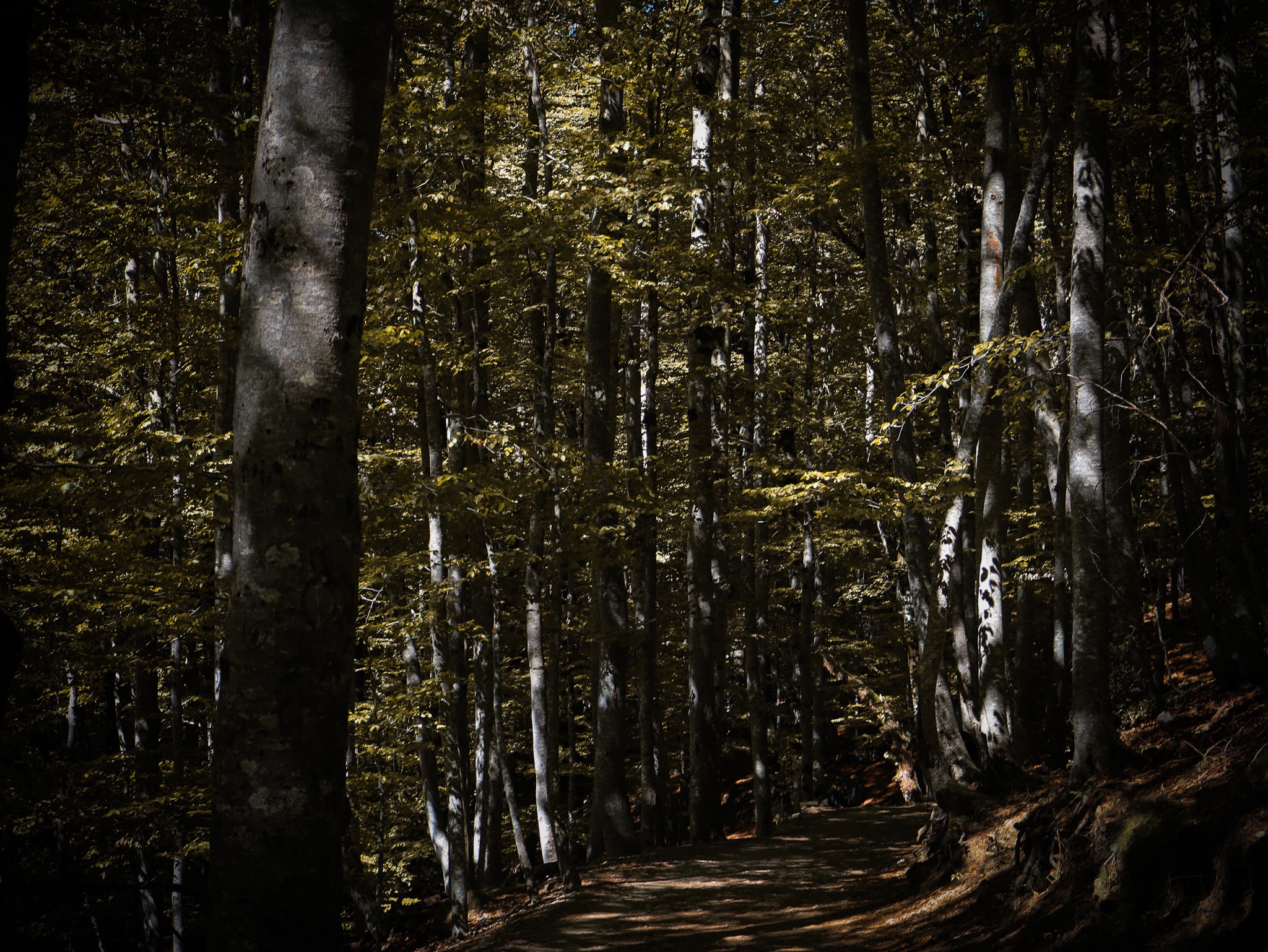 Bosque en penumbra