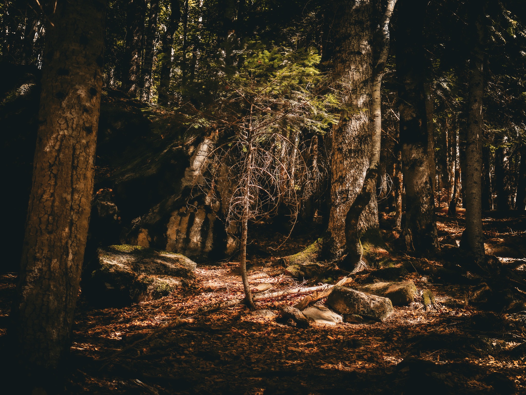 Rayos de luz atravesando un bosque